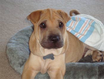 chinesesharpei fuentes