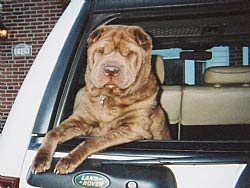 chinesesharpei heverly2