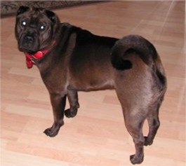 chinesesharpei jessicaswanson