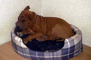 chinesesharpei kostich