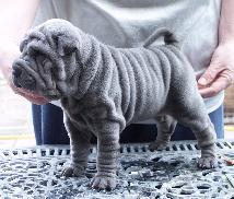 chinesesharpei soldiers