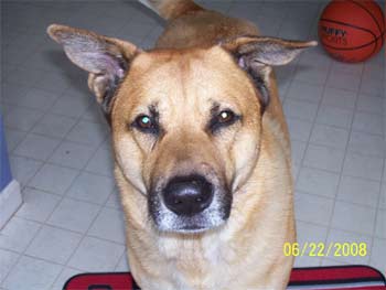 chinook bower