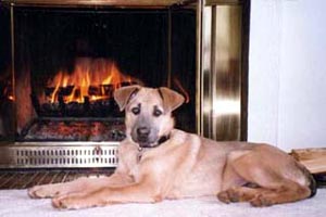 chinook julia