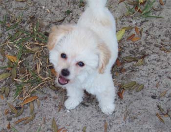chipoo hardee