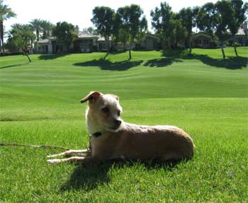 chipoo strain