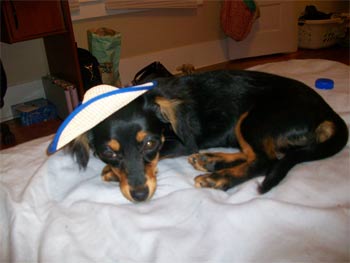 chiweenie garcia