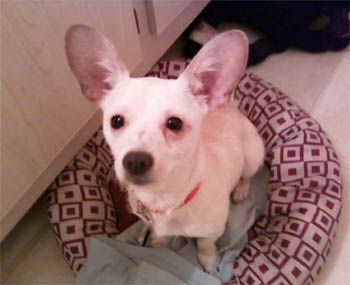 chiweenie gillen