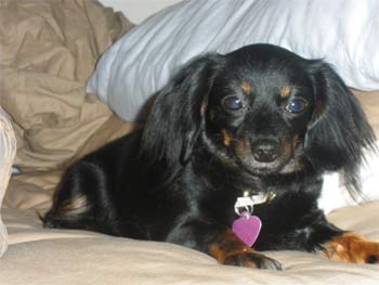 chiweenie ireland