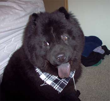 chowchow murray