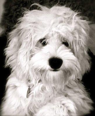 cockabichon harris