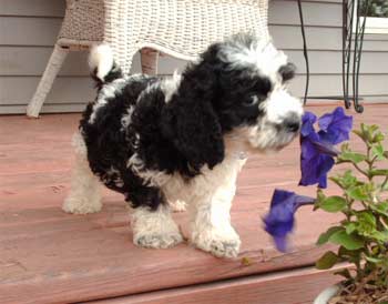 cockabichon loy