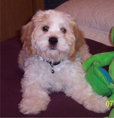 cockabichon rosenau