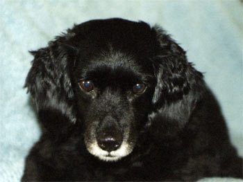 cockapoo cincotti