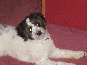 cockapoo erika