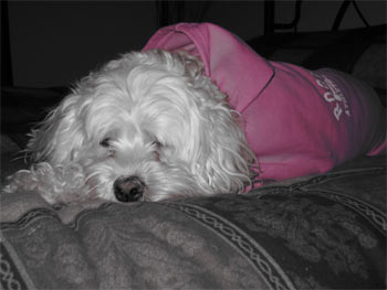 cockapoo mcgill
