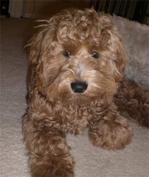 cockapoo moyer