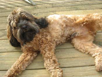 cockapoo rubel