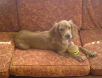 cockerspaniel ergueta