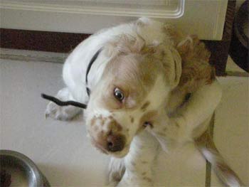 cockerspaniel galvan