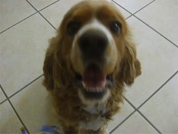 cockerspaniel palomarez