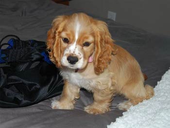 cockerspaniel sanders