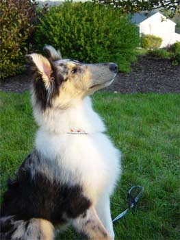 collie johnson2