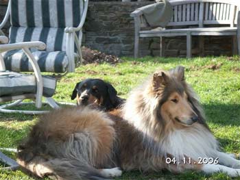 collie whiteside