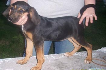 coonhound butcher2