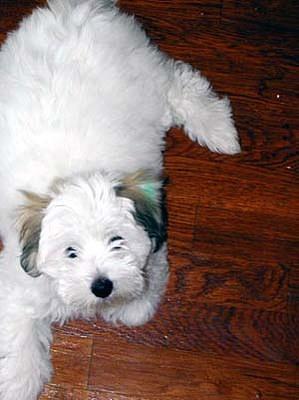 cotondetulear diaz