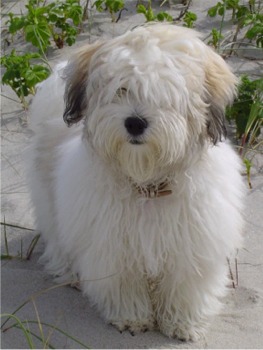 cotondetulear folden