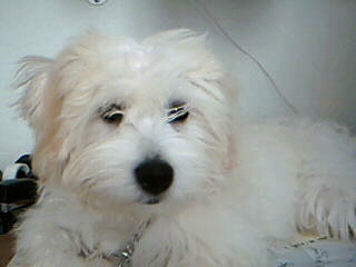 cotondetulear kenning