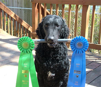 curleycoatedretriever slighter
