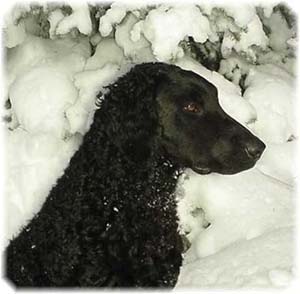 curlycoatedretriever lewandowski