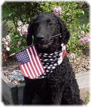 curlycoatedretriever lewandowski2