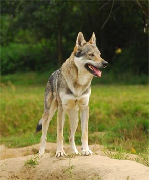 czechoslovakianwolfdog peron3