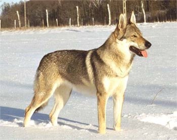 czechoslovakianwolfdog peron4