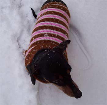 dachshund bruce