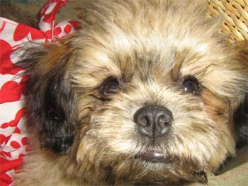 daisydog marishag