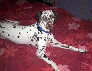 dalmatian pearson