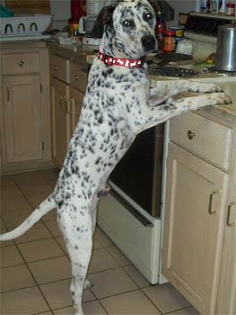 dalmatian trejo