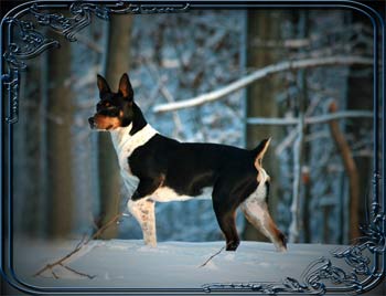 deckerterrier spade