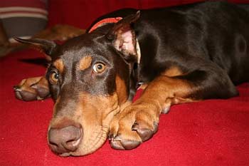 dobermanpinscher frost