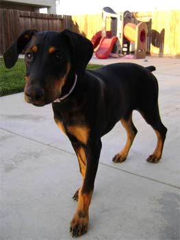 dobermanpinscher hong