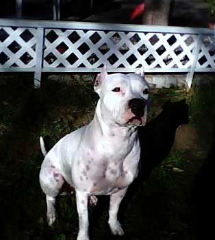dogoargentino faucher