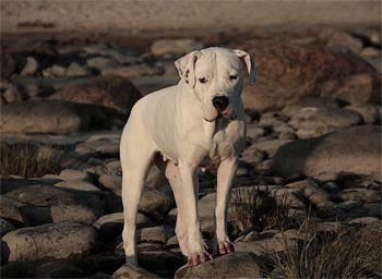 dogoargentino kolodejeva