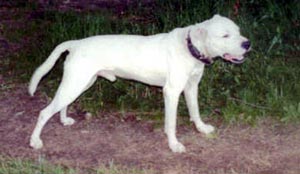 dogoargentino smith