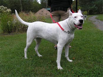 dogoargentino vieder