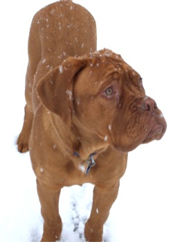doguedebordeaux charette