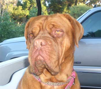 doguedebordeaux golden