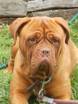 doguedebordeaux gregg2